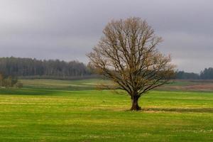 Latvian Springtime Landscapes photo