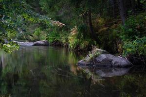 pequeño río forestal en verano con fondo verde foto