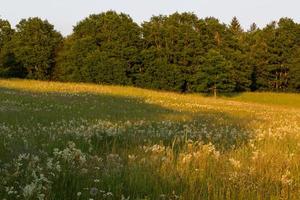 Summer Landscapes With River in Latvia photo