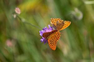 silver washed fritillary photo