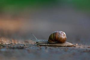 hélice pomatia en el suelo foto