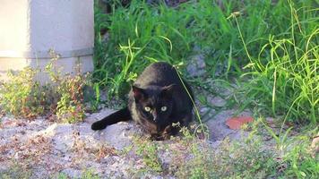 zwart poema poema kat op de loer in gras struiken holbox Mexico. video