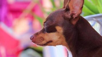 russisches toy terrier hundeporträt während müdes und schläfriges mexiko. video