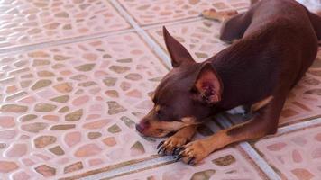 Russian toy terrier dog portrait while tired and sleepy Mexico. video