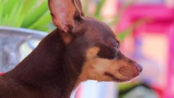 retrato de perro terrier de juguete ruso mientras méxico cansado y somnoliento. video