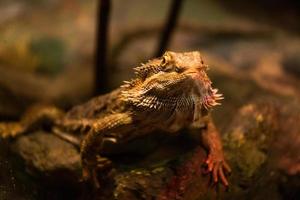 inland bearded dragon photo