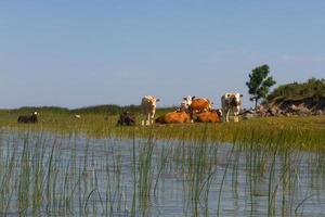 Summer Landscapes from Mmuhu Island photo