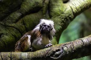 Marmosets on the natural background photo