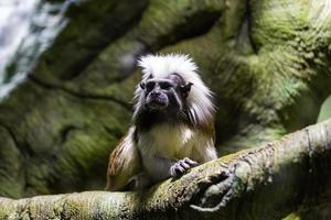 Marmosets on the natural background photo