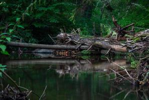 pequeño río forestal en verano con fondo verde foto