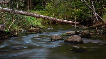 Small Forest River in Summer with Green Background photo