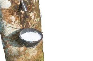 Rubber tree providing great yield of natural rubber latex tapped or extracted from rubber tree in plantation isolated on white background with clipping path, Concept of great yield from agriculture photo