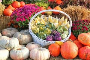 Organic pumpkin and vegetable in rattan basket on agricultural fair. Harvesting autumn time concept. Garden fall natural plant. Thanksgiving halloween decor. Festive farm rural background. Vegan food. photo