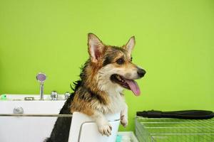 Corgi welsh pembroke with wet fur standing in a bathroom after bathing and washing in grooming salon. Professional hygiene, welness, spa procedures of animals concept. Domestic pet care idea. Close up photo