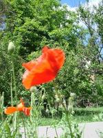 flores de amapola rojas con una abeja y campos de trigo en el fondo. amapola común papaver rhoeas foto