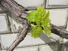 Flowering of a grapevine. Young branches of grapes with peduncles about to bloom in spring photo