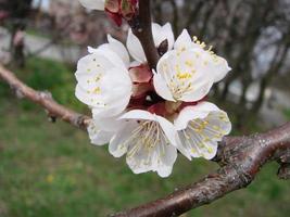 Spring blossom background with apricot. Beautiful nature scene with flowering tree and blue sky photo