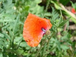 Red Poppy Flowers with a Bee and Wheat Fields on the Background. Common Poppy Papaver rhoeas photo