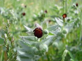 pulmon ria lungwort flowers on green background photo