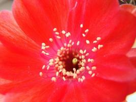 Large red bloom on hedgehog cactus in a pot at home. Two flowers at the same time, blooming thorny plant photo