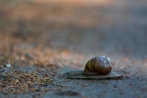 hélice pomatia en el suelo foto