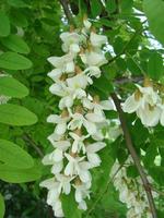 Acacia branch Robinia pseudoacacia is abundant blooming with white flowers. False acacia. photo