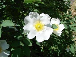 Rosa multiflora Japanese rose. Small group of wild multiflora roses photo