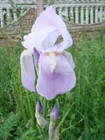 iris germánico. primer plano de flor de iris barbudo en el jardín. una planta con flores impresionantes, decoración de jardín. foto