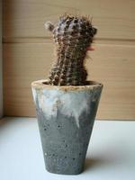 Large red bloom on hedgehog cactus in a pot at home. Two flowers at the same time, blooming thorny plant photo