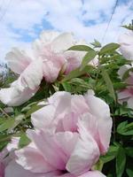 Tree peony Paeonia suffruticosa in park. Head of a pale pink peony flower. Paeonia suffruticosa photo