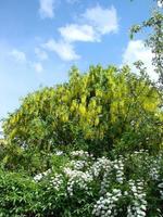 Acacia branch Robinia pseudoacacia is abundant blooming with white flowers. False acacia. photo