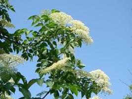 Sambucus nigra Black Elder European Elder European Elderberry European Black Elderberry Common Elde photo