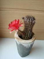 gran flor roja en cactus erizo en una olla en casa. dos flores al mismo tiempo, planta espinosa floreciente foto