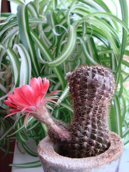 gran flor roja en cactus erizo en una olla en casa. dos flores al mismo tiempo, planta espinosa floreciente foto