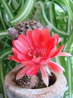 gran flor roja en cactus erizo en una olla en casa. dos flores al mismo tiempo, planta espinosa floreciente foto