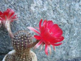 Large red bloom on hedgehog cactus in a pot at home. Two flowers at the same time, blooming thorny plant photo