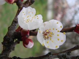 Spring blossom background with apricot. Beautiful nature scene with flowering tree and blue sky photo