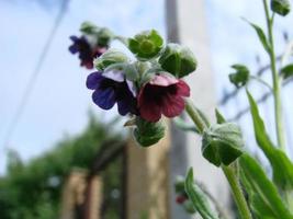 pulmon ria lungwort flowers on green background photo