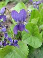 viola reichenbachiana. planta de viola con flor multicolor. violeta común, viola tricolor, flores de pensamiento foto