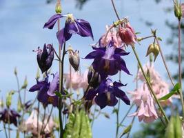 Aquilegia formosa, crimson columbine, western columbine, or red columbine. Columbine in green garden photo