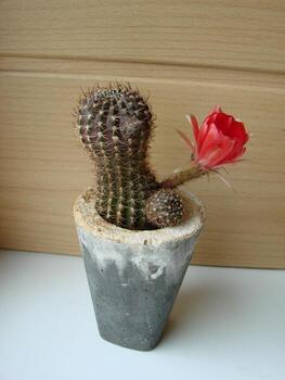 gran flor roja en cactus erizo en una olla en casa. dos flores al mismo tiempo, planta espinosa floreciente foto