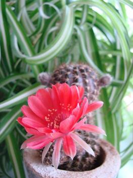gran flor roja en cactus erizo en una olla en casa. dos flores al mismo tiempo, planta espinosa floreciente foto