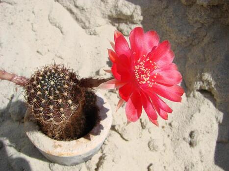 gran flor roja en cactus erizo en una olla en casa. dos flores al mismo tiempo, planta espinosa floreciente foto