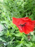 flores de amapola rojas con una abeja y campos de trigo en el fondo. amapola común papaver rhoeas foto