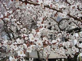 Spring blossom background with apricot. Beautiful nature scene with flowering tree and blue sky photo