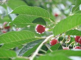 cerezas maduras colgando de una rama de cerezo. gotitas de agua sobre frutas, huerto de cerezos después de la lluvia foto