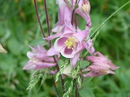 Aquilegia formosa, crimson columbine, western columbine, or red columbine. Columbine in green garden photo