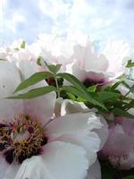 árbol peonía paeonia suffruticosa en el parque. cabeza de una flor de peonía rosa pálido. paeonia sufruticosa foto