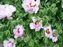 Tree peony Paeonia suffruticosa in park. Head of a pale pink peony flower. Paeonia suffruticosa photo