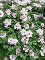 Tree peony Paeonia suffruticosa in park. Head of a pale pink peony flower. Paeonia suffruticosa photo